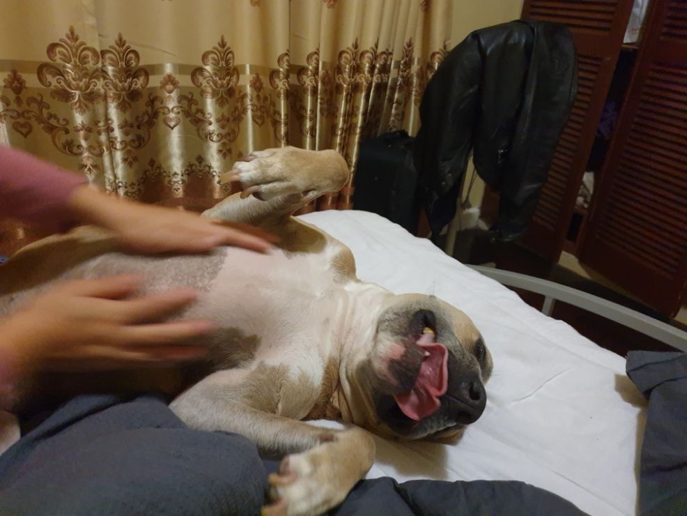 Top Dog Boarding in Richmond with Best Prices on PetBacker