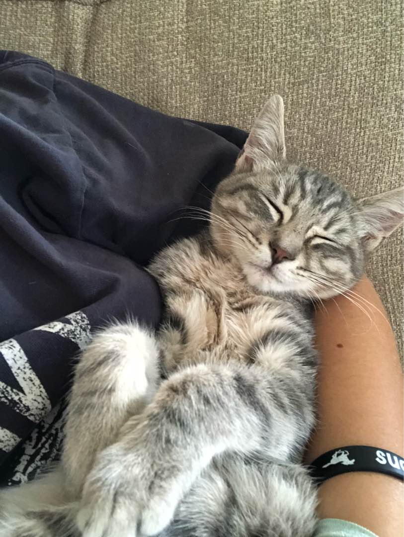 Top Cat Sitters in Seattle with Best Prices on PetBacker