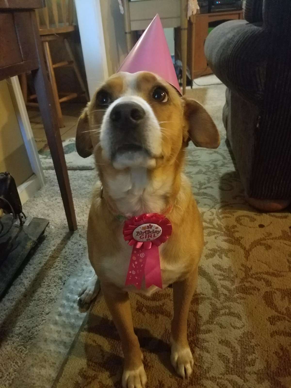 Jasper Best Pet Boarding, Grooming for Dogs, Cats with Pickup