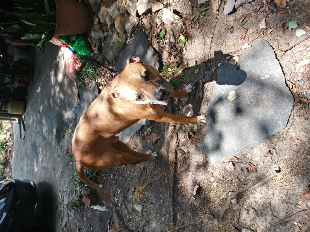 Pet Boarding in Marietta with Best Prices on PetBacker