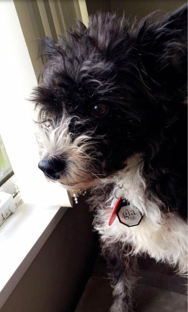 Boarding in Whangarei with Best Prices on PetBacker