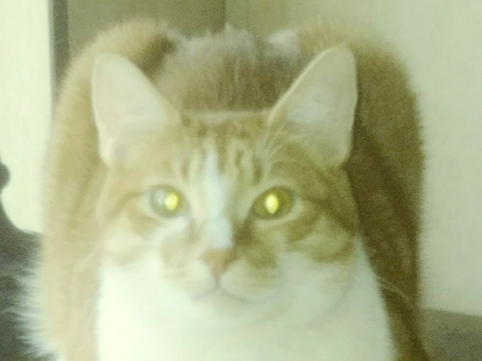 Eufaula Best Pet Boarding, Grooming for Dogs, Cats with Pickup