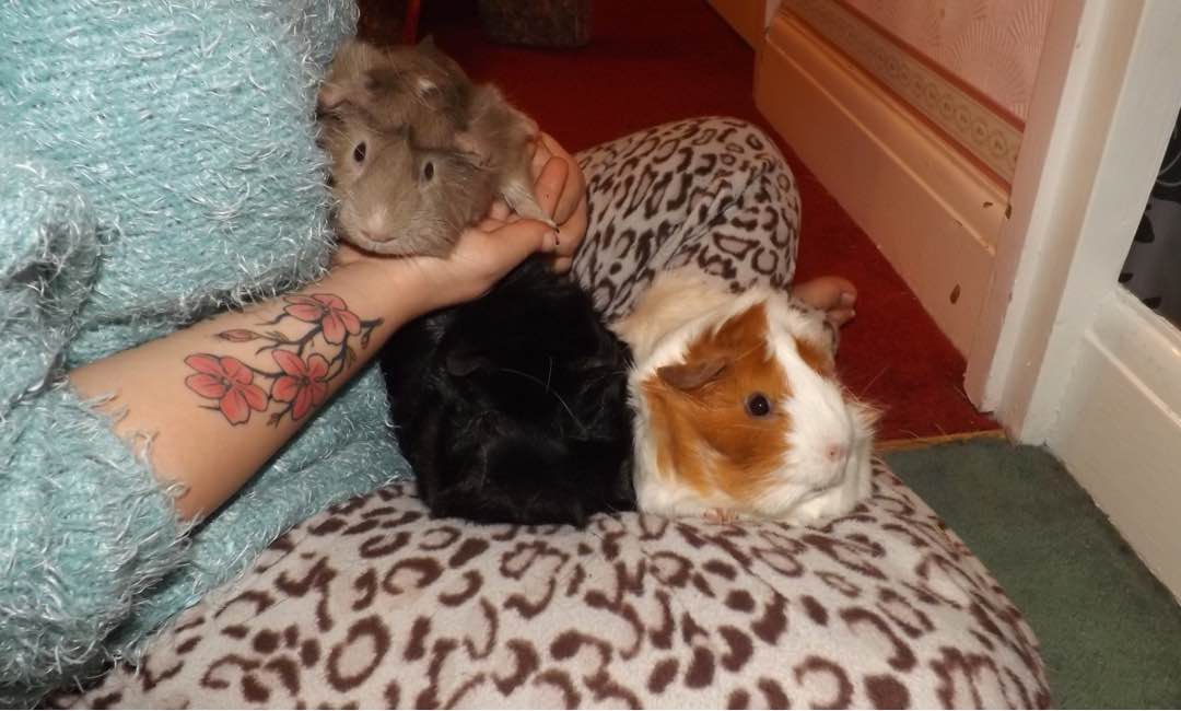 Cuidadores de mascota en Hammersmith W6. La alternativa a las