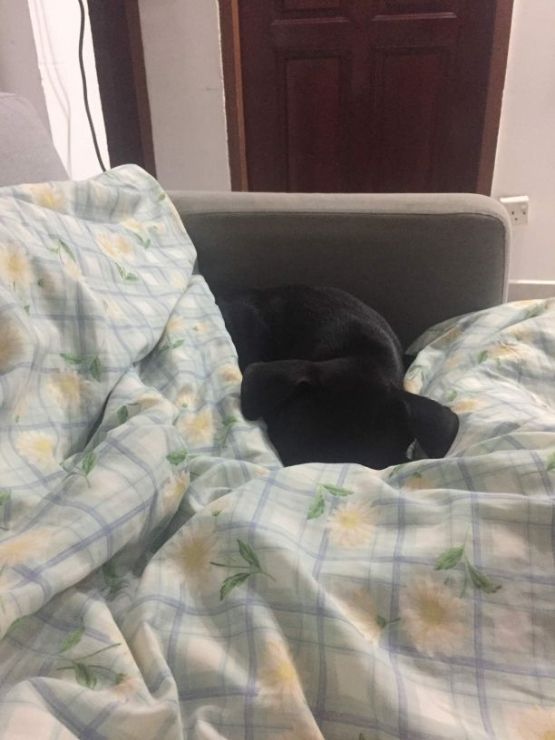 Dog Boarding in Singapore Insured on PetBacker