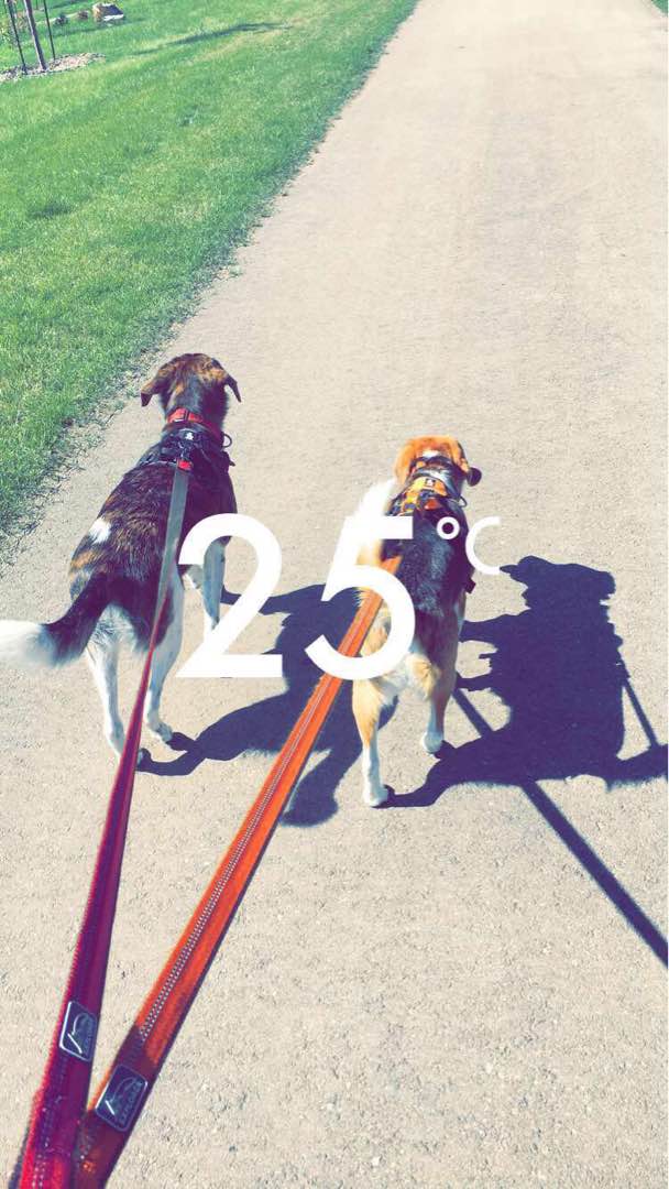 Top Edmonton Dog Sitters Prices & Reviews PetBacker