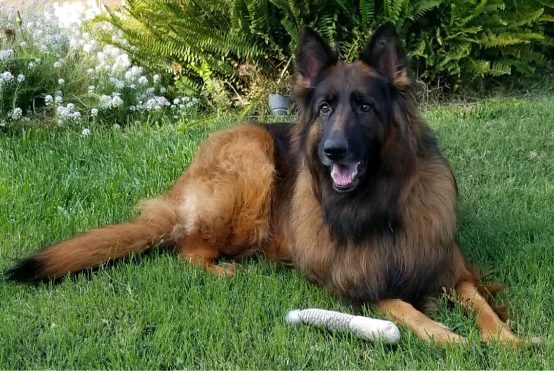 The 10 Best Pet Sitters Services Near Me (with Prices & Reviews)