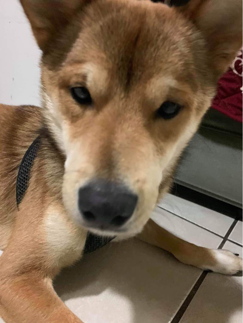 Dog Grooming in Quezon City with Best Prices on PetBacker