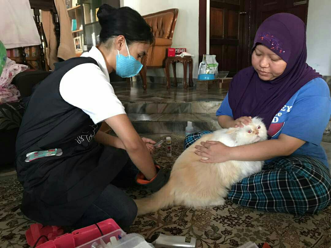 Top Pet Grooming in Ipoh with Best Prices on PetBacker