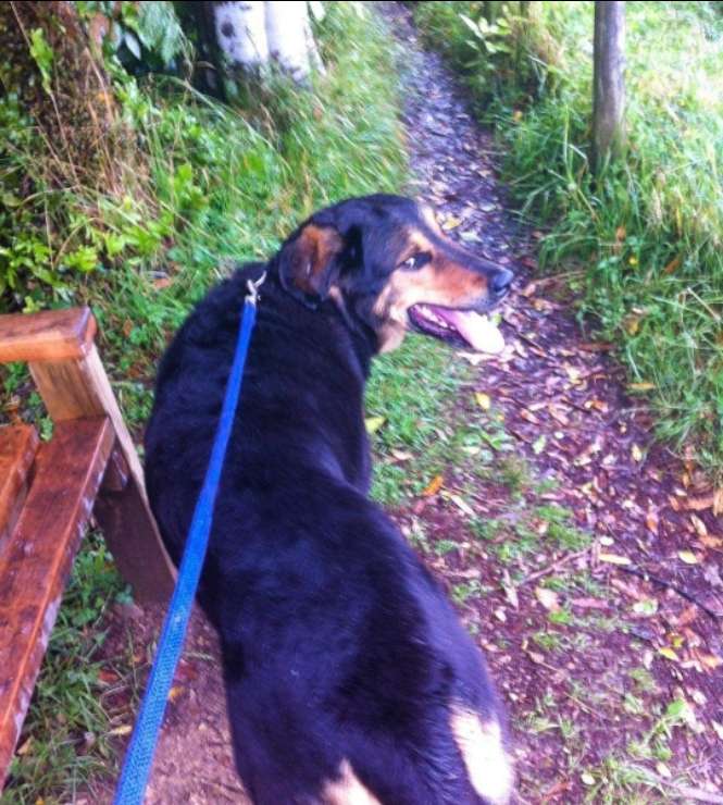 Pet House Sitting in Upper Hutt with Best Prices on PetBacker