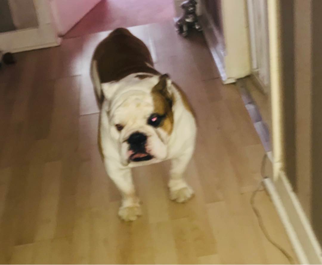 Glasgow Best Pet Boarding, Pet Taxi, Grooming for Dogs, Cats Near You