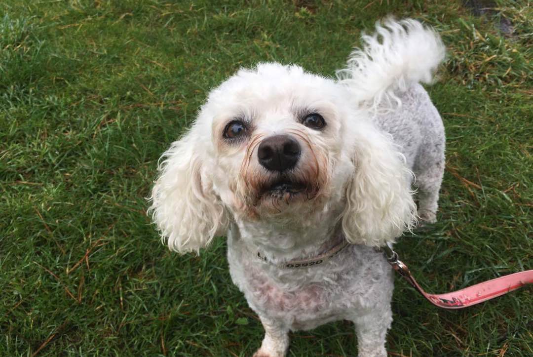 Top Pet Sitters in Helston with Best Prices on PetBacker