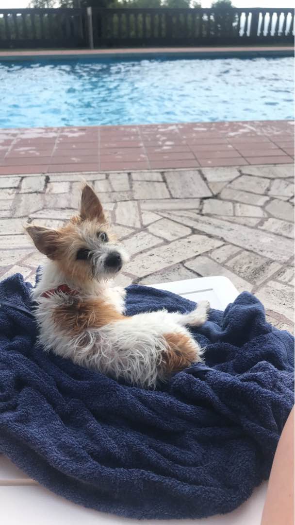 Dog Walking in Colchester with Best Prices on PetBacker