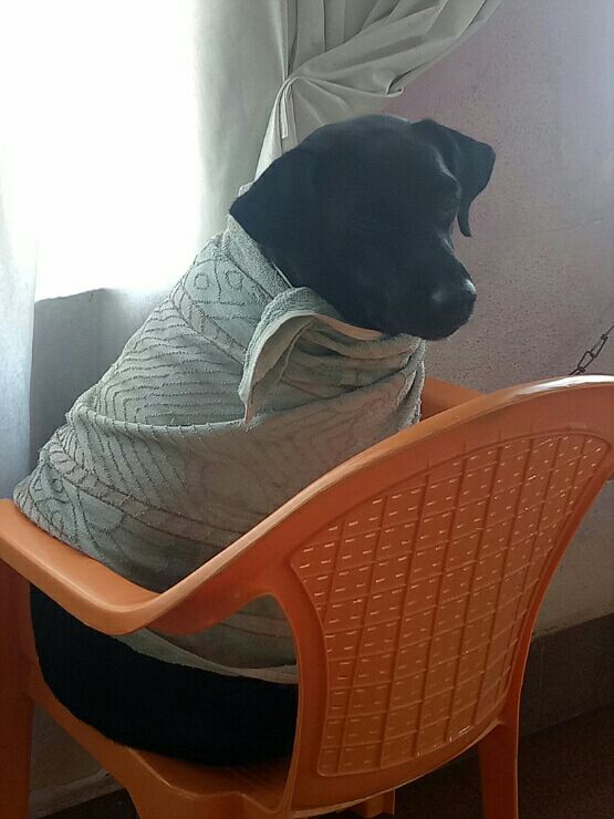 Dog Grooming in Chennai with Best Prices on PetBacker