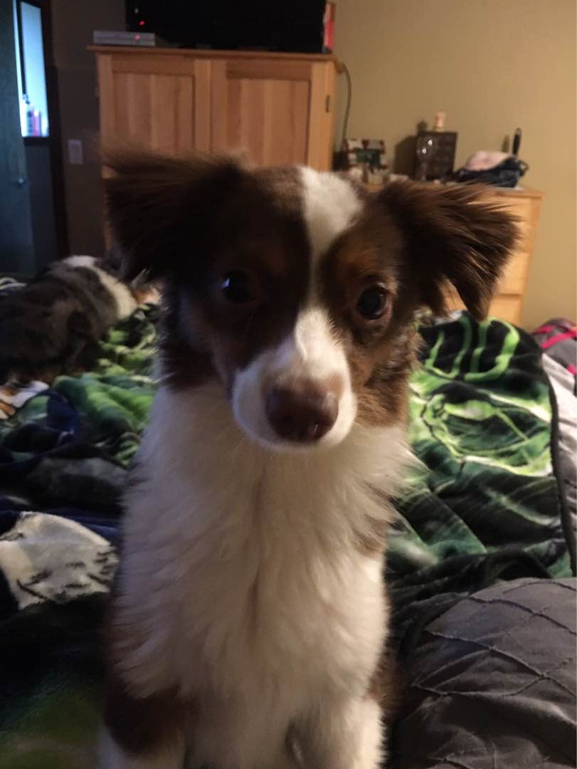 The 10 Best Bird Sitters Services Near Me (with Prices & Reviews)