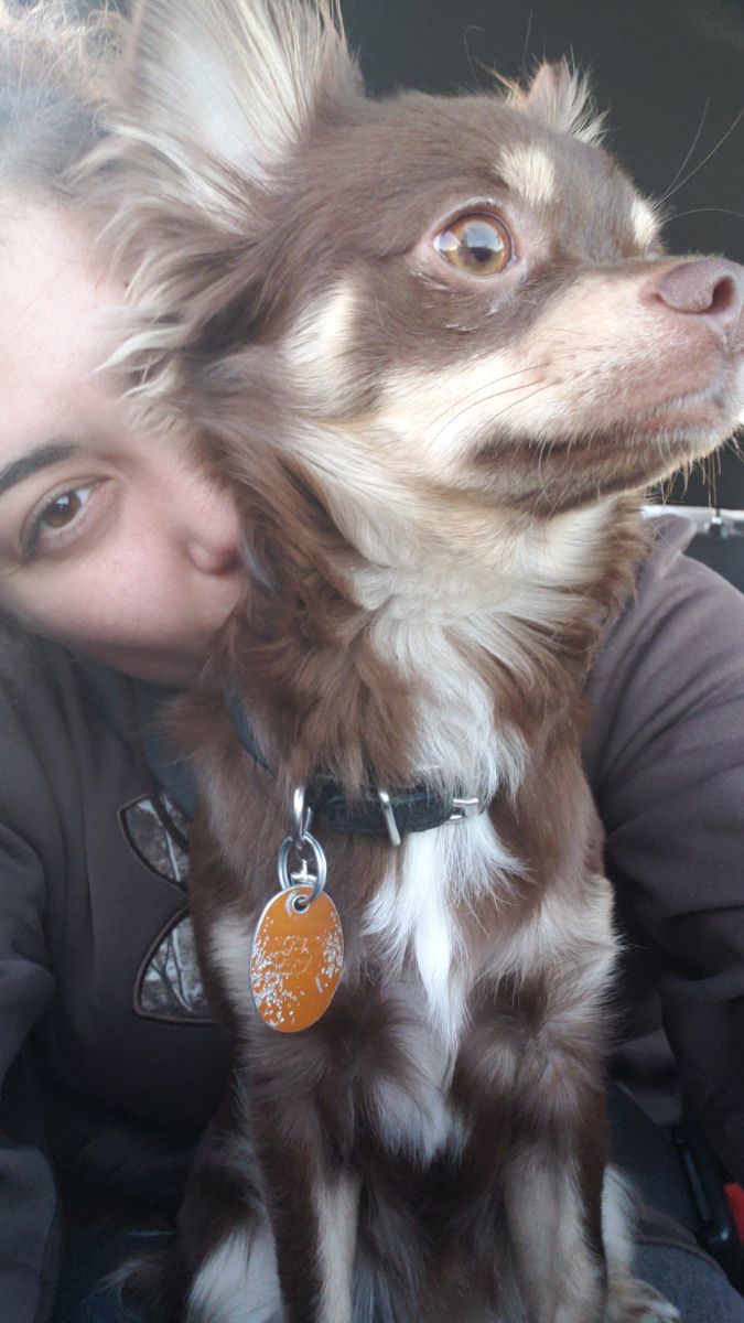 Fort Mcmurray Best Pet Boarding, Grooming for Dogs, Cats with Pickup PetBacker Alberta