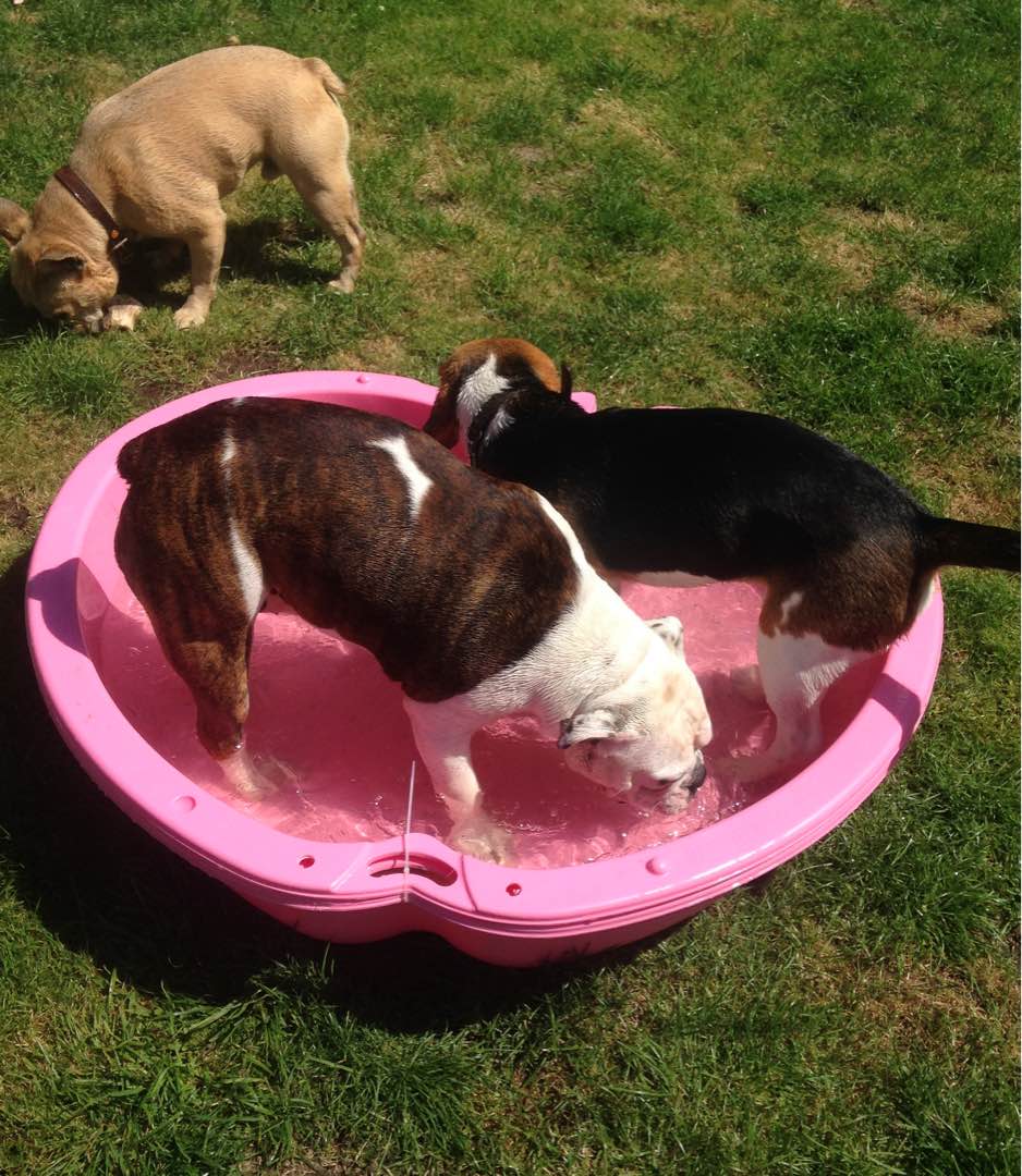 Dog Walking in Eltham South Se9 with Best Prices on PetBacker