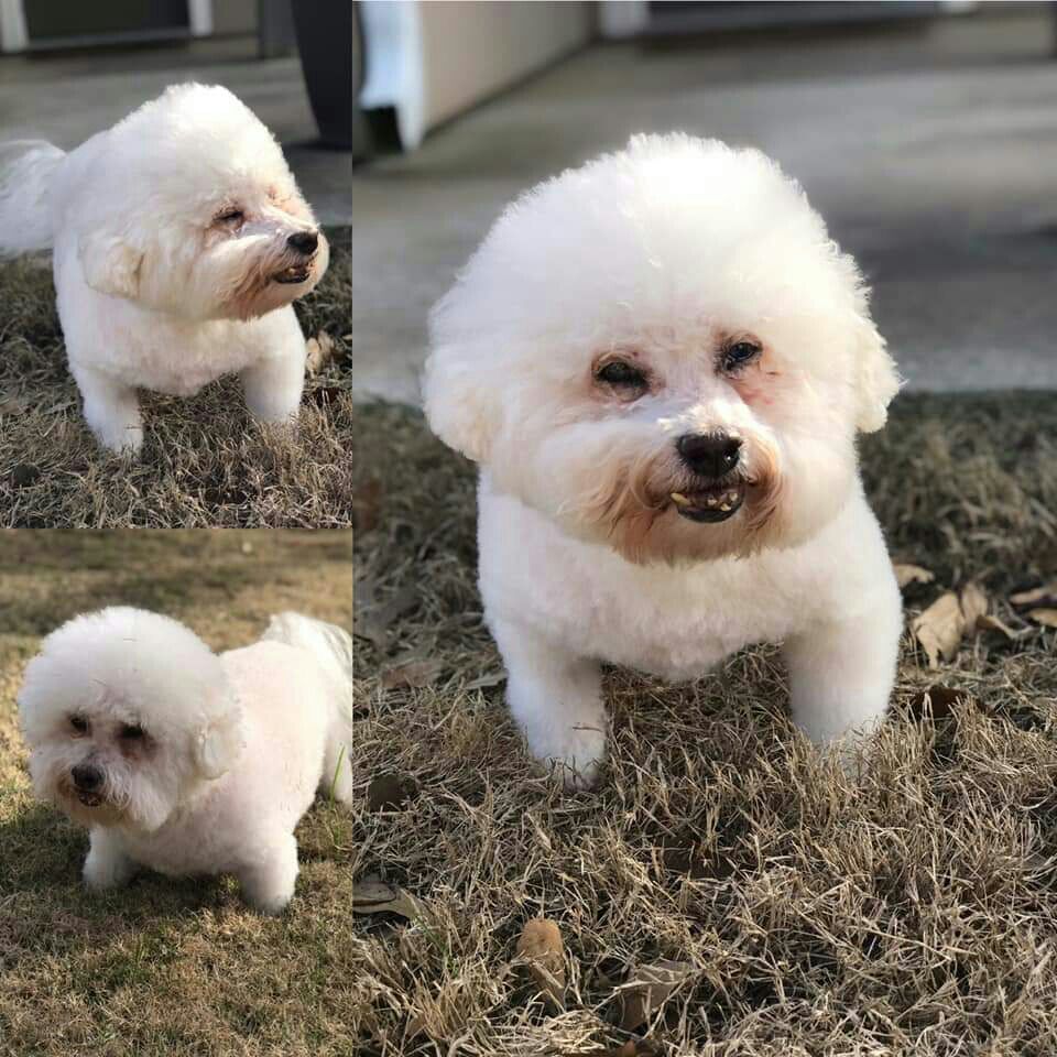 Dog Boarding Flower Mound Best Flower Site