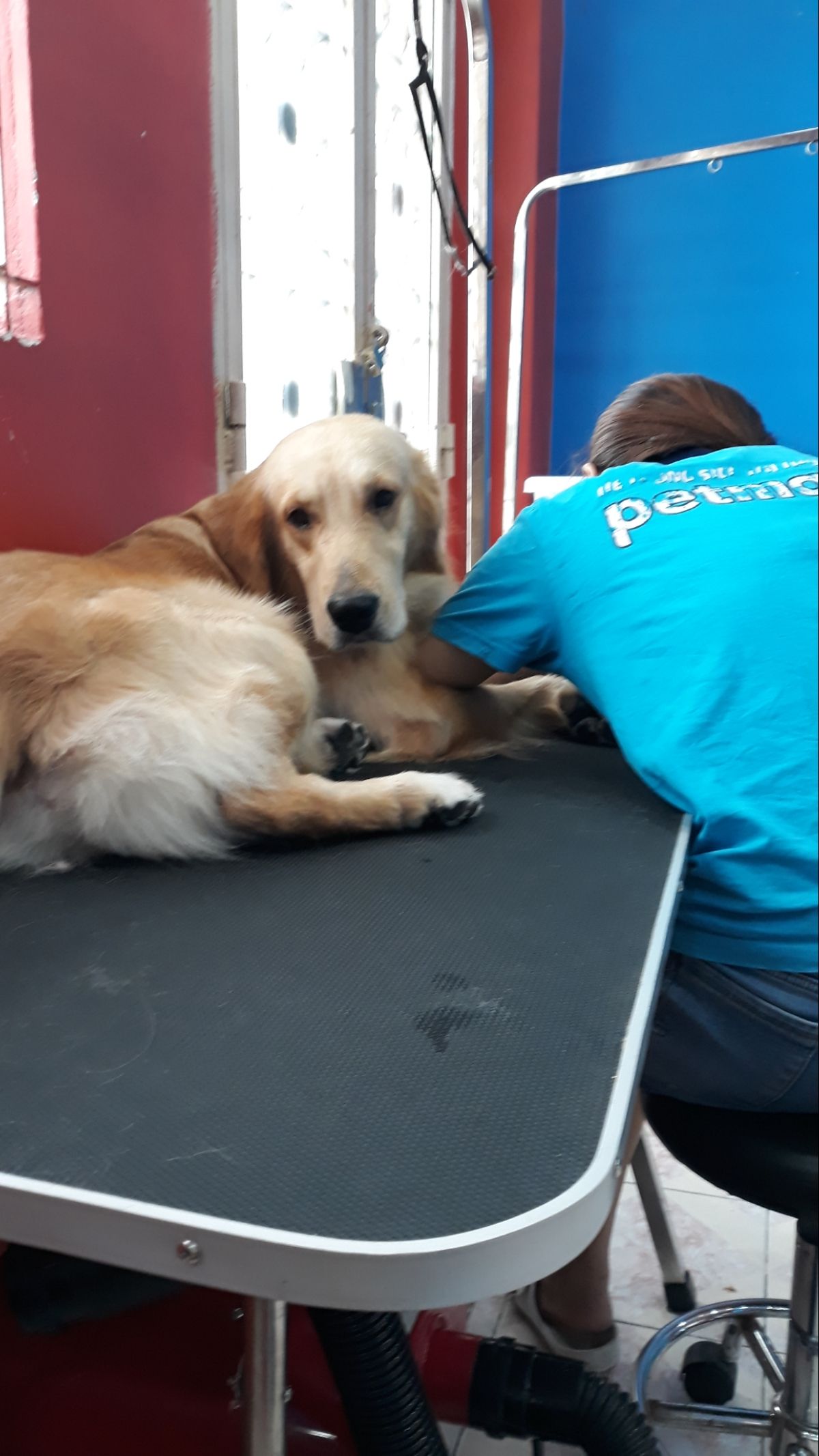 Pet Sitter Nyc Jobs Cat Meme Stock Pictures and Photos