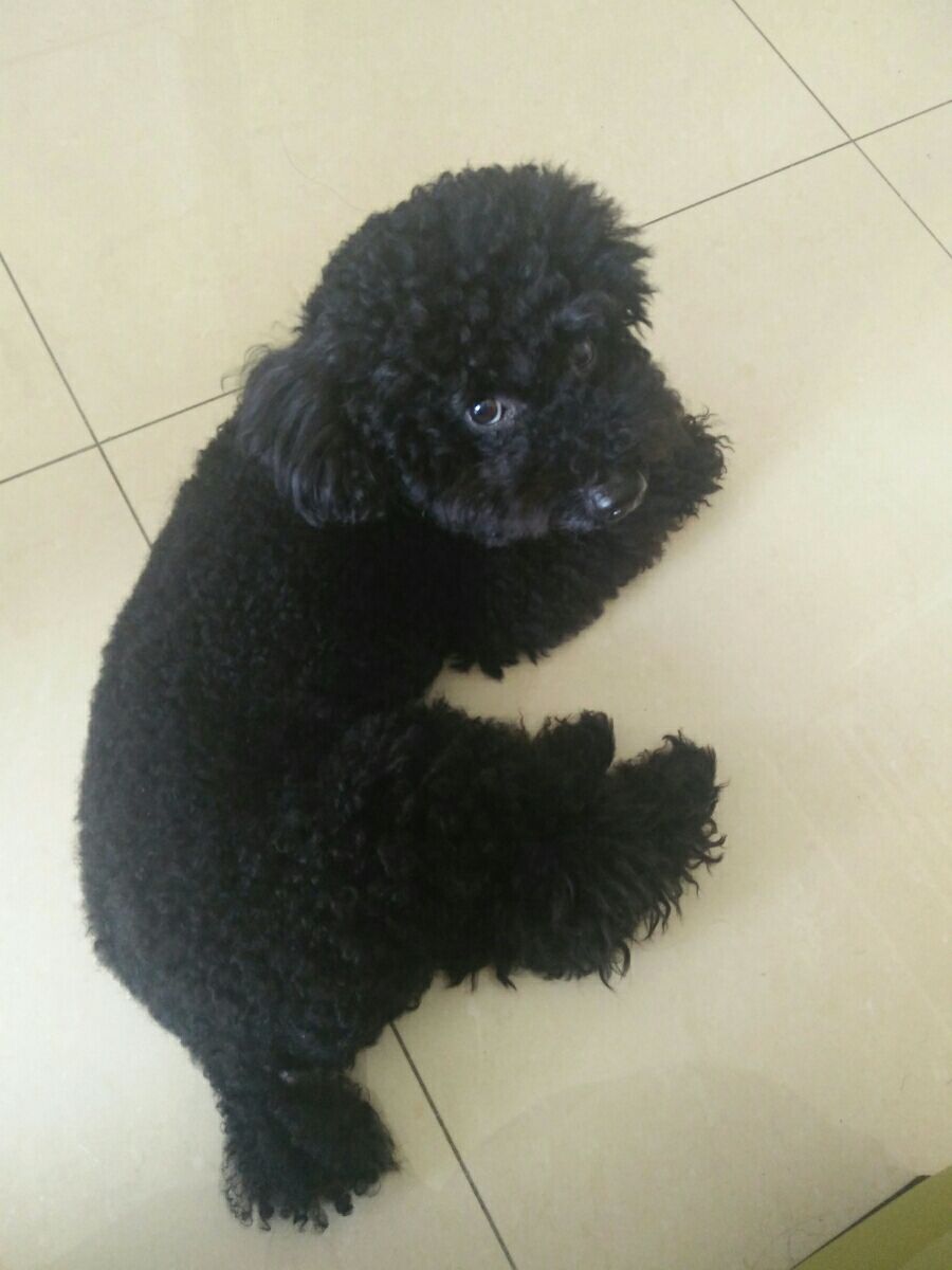 高雄市,楠梓區,楠梓的到府寵物保姆,定期上門照看| 捷捷的狗狗貓貓借宿服務| PetBacker