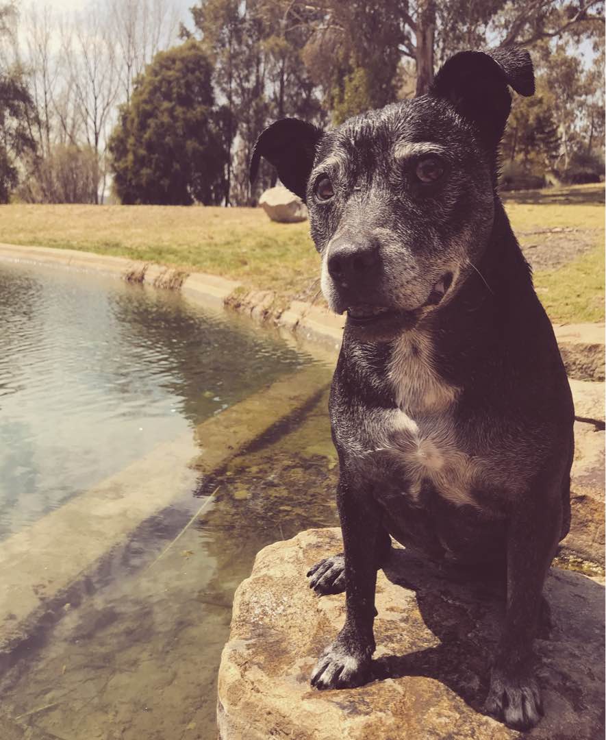 Pet Grooming Armidale