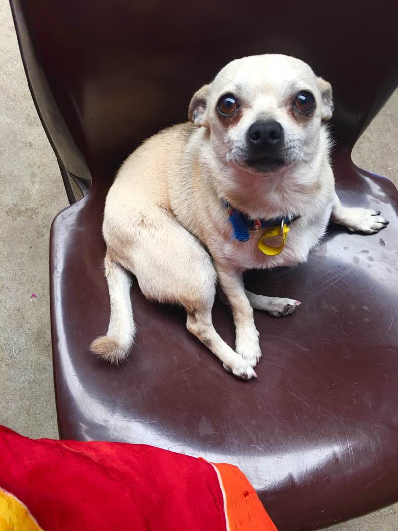 Dog Walking in Rockingham with Best Prices on PetBacker