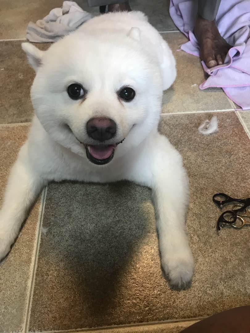 Geylang Dog Sitters Prices & Reviews PetBacker