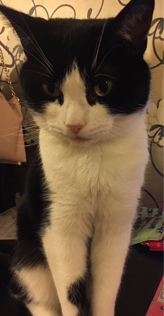 Top Dog Boarding in Dural with Best Prices on PetBacker