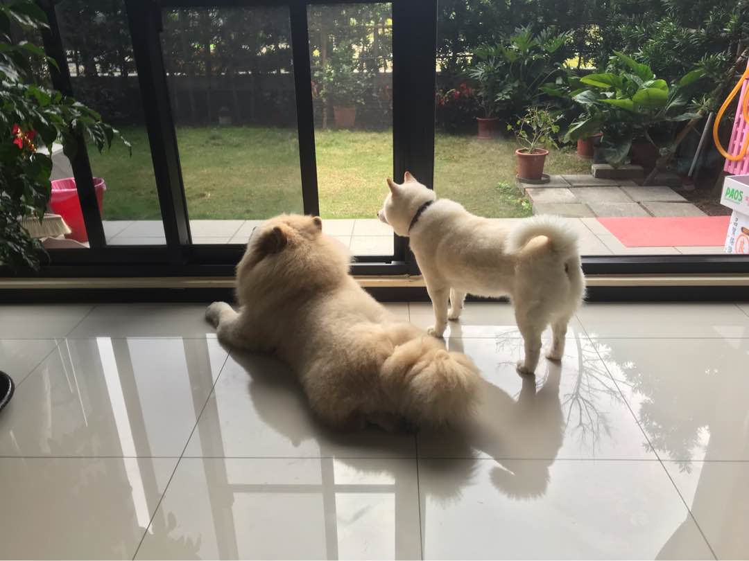 bernese mountain dog website