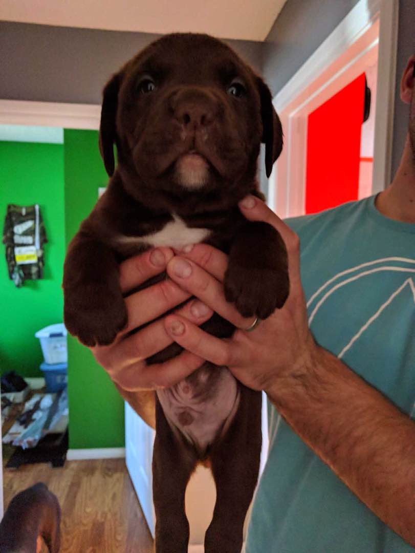 Edmonton Pet Taxi Prices Reviews Petbacker Edmonton Pet Taxi Prices Reviews Petbacker