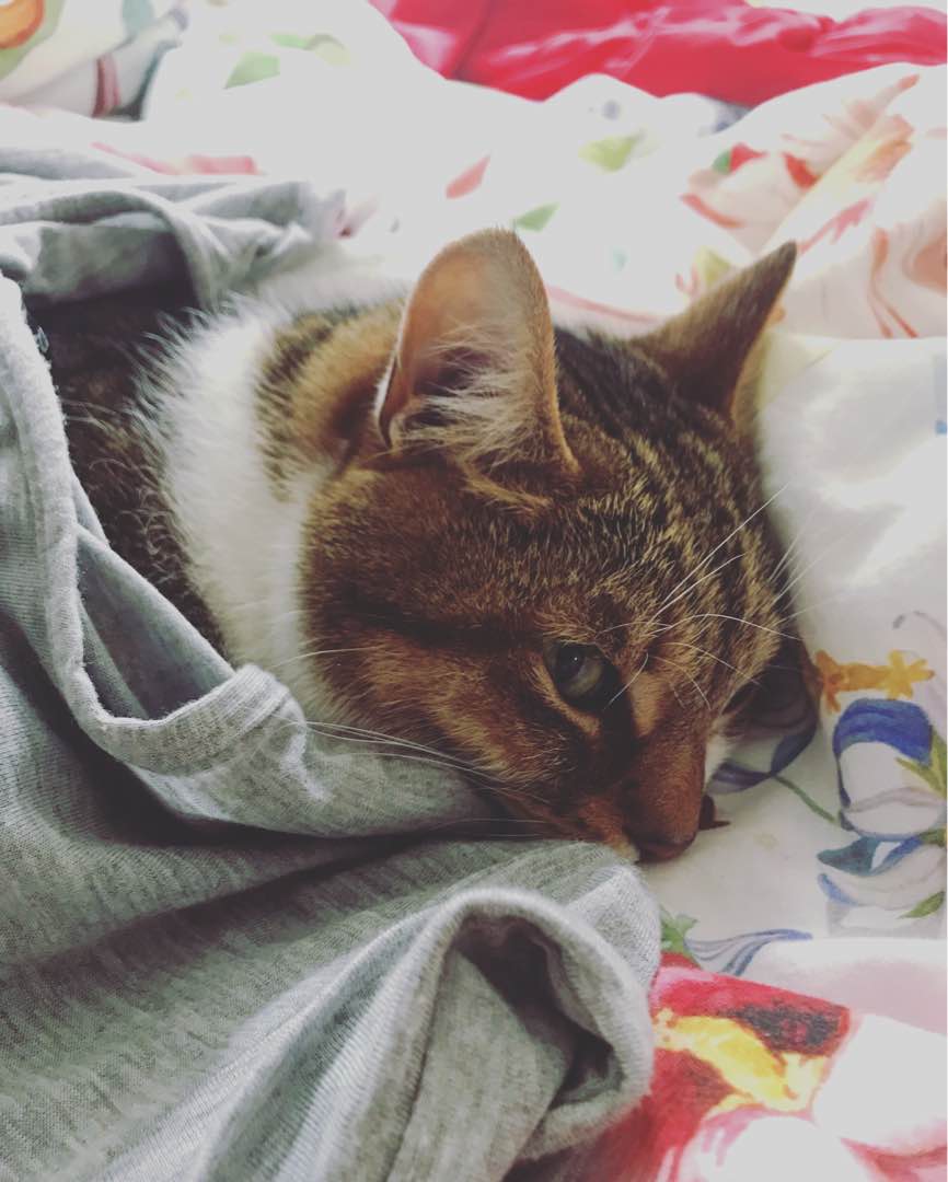 สระบุรี Cat Sitters Prices & Reviews PetBacker