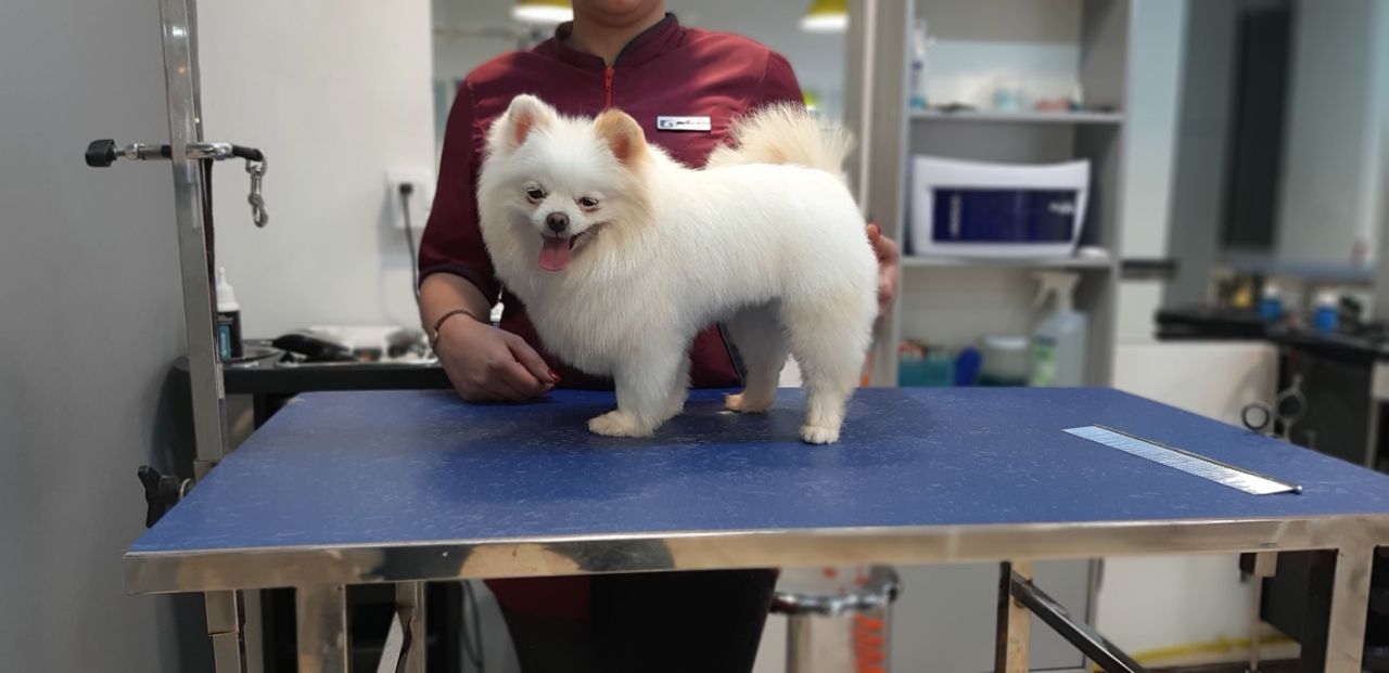 pet shop grooming near me