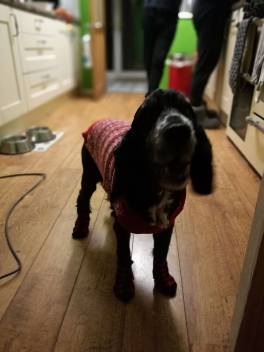 Dog Walking in Worcester Wr14 with Best Prices on PetBacker