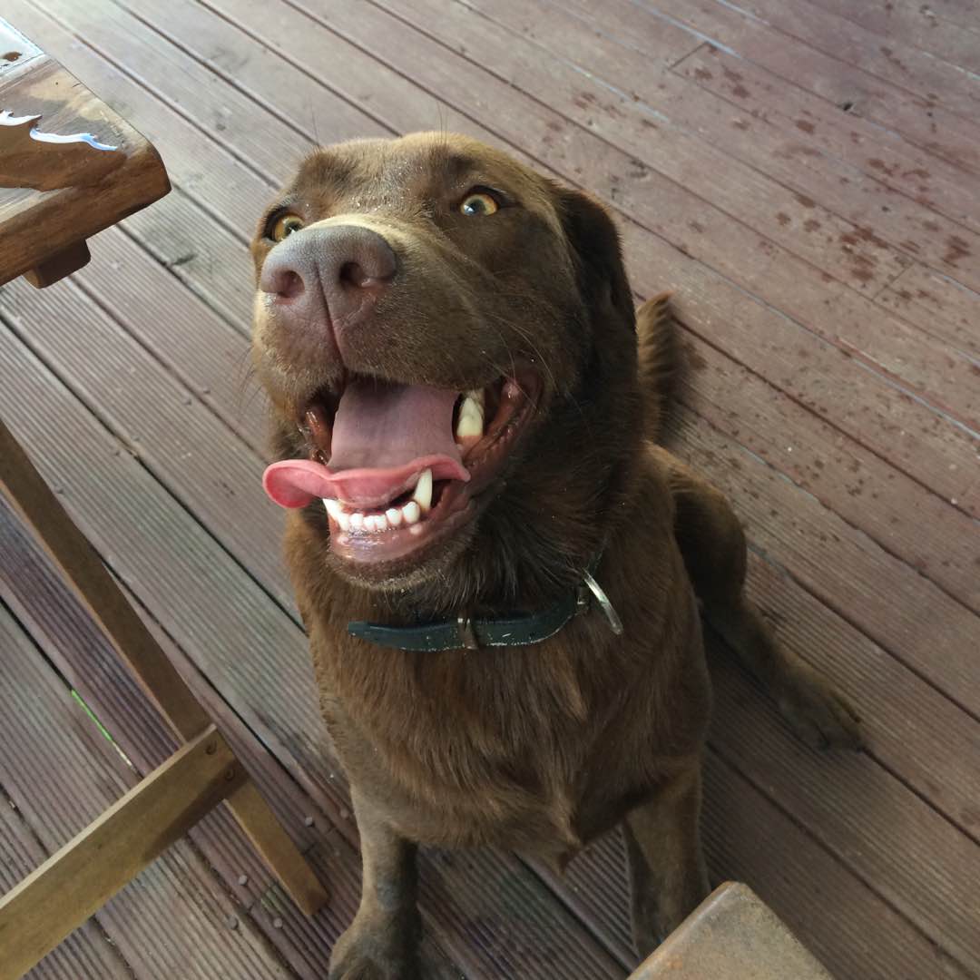 Dog Boarding in Tauranga with Best Prices on PetBacker