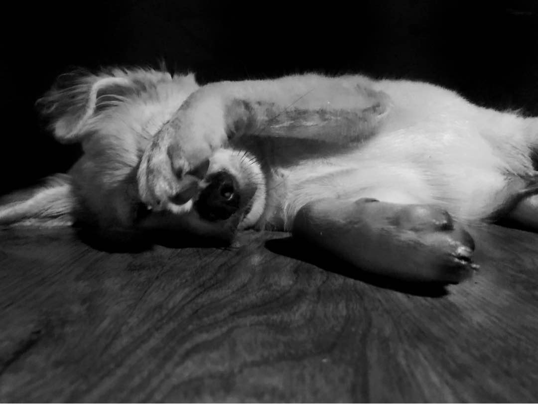 Dog Boarding in Quezon City with Best Prices on PetBacker