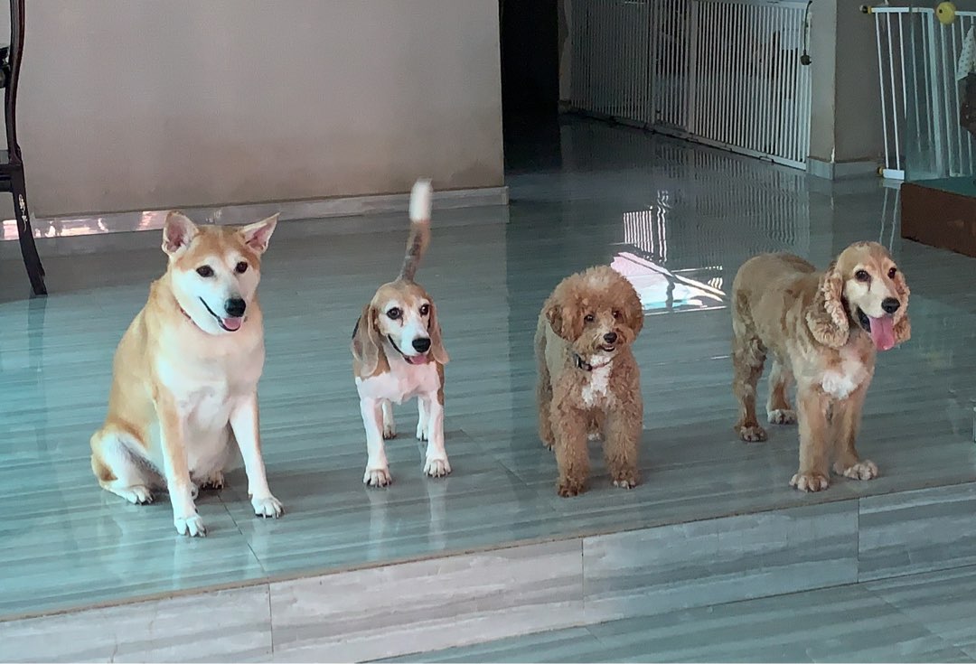 Dog Boarding in Singapore Insured on PetBacker