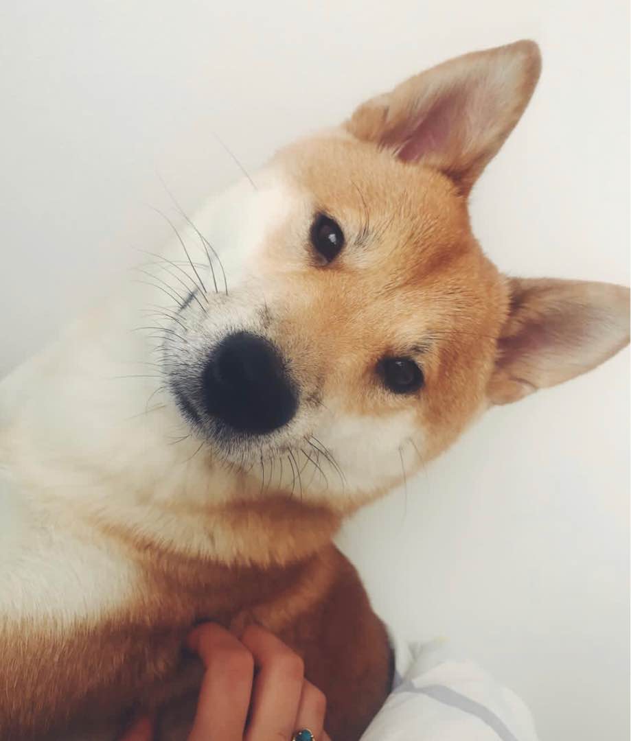 Top empfohlene Hunde Unterbringung in Eppelheim