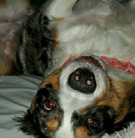 The 10 Best Rabbit Grooming Services Near Me (with Prices & Reviews)