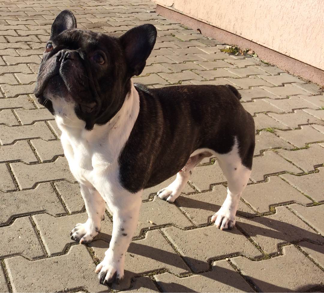 How Much Do Dog Walkers Make In Boston