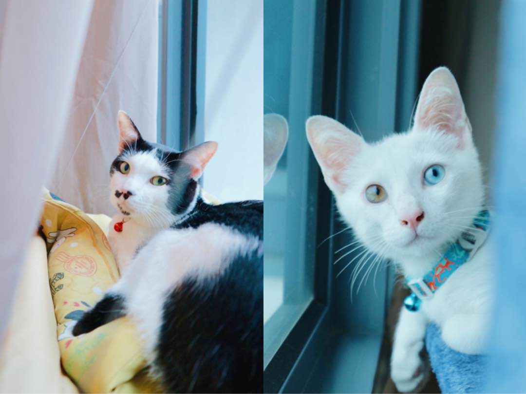 álora Best Pet Boarding, Grooming for Dogs, Cats with Pickup