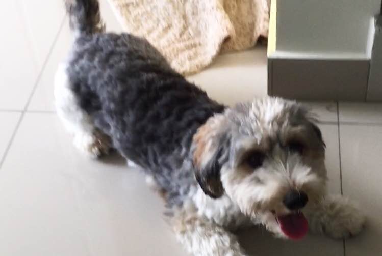 Top empfohlene Hunde Unterbringung in Ara Damansara