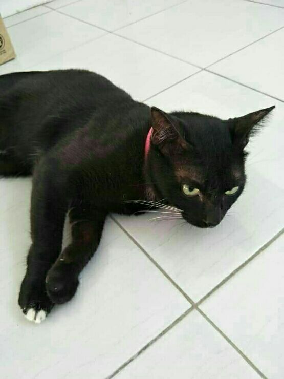 Taxi di Miri dengan Harga Terbaik oleh PetBacker