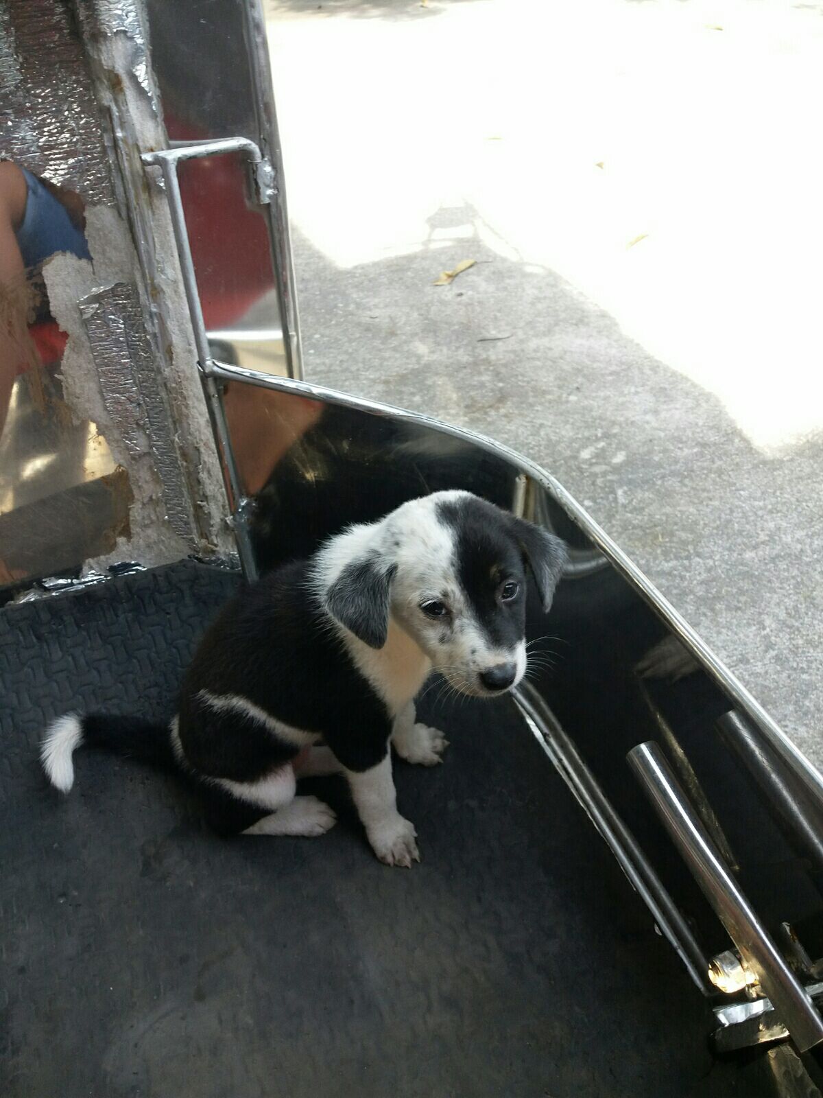 Olongapo Best Pet Boarding, Grooming for Dogs, Cats with Pickup