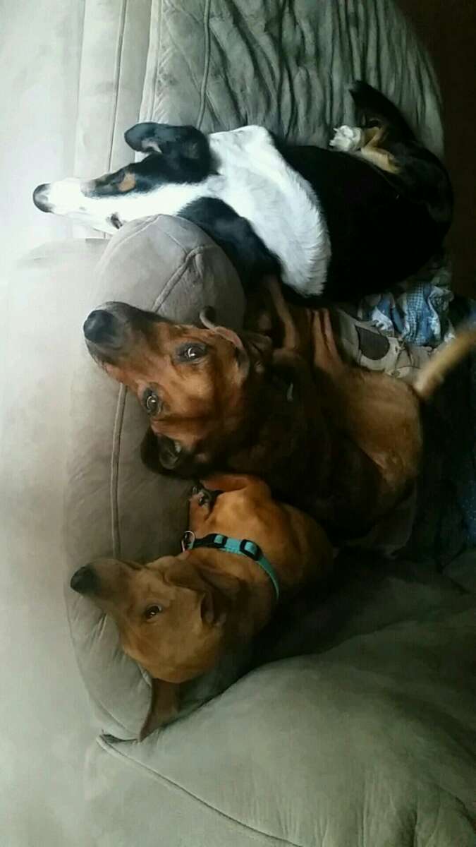 Dickson Best Pet Boarding, Grooming for Dogs, Cats with Pickup