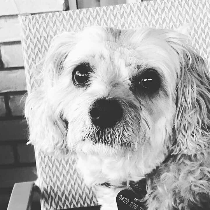 Top Pet Grooming in Oxley with Best Prices on PetBacker