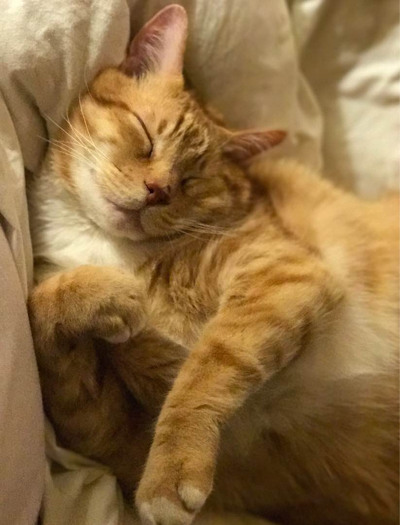 Top Pet Grooming in Lakewood with Best Prices on PetBacker