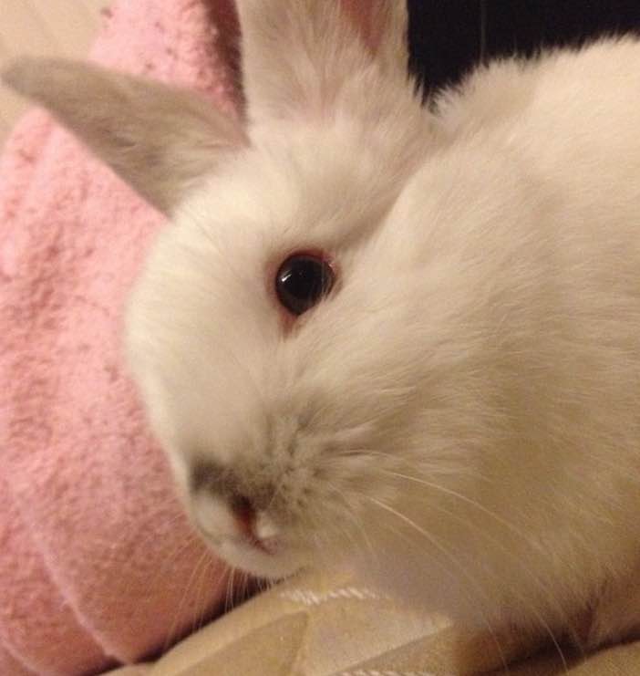 Top Dog Boarding in Buderim with Best Prices on PetBacker