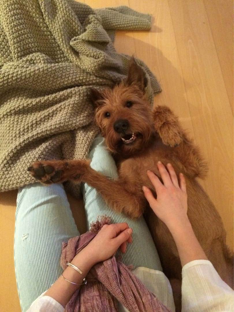 TOP 10 Pet Sitters in Denmark