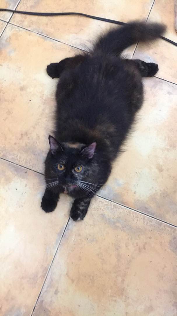 overnight cat boarding near me