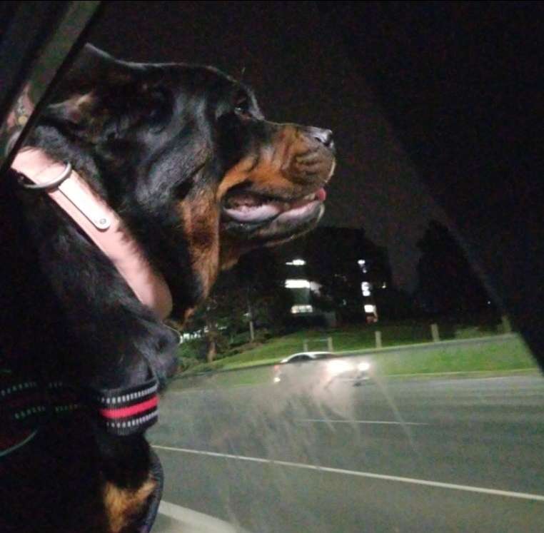 dog boarding options near me