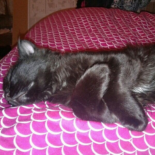 Ruidoso Downs Best Pet Boarding, Grooming for Dogs, Cats with Pickup